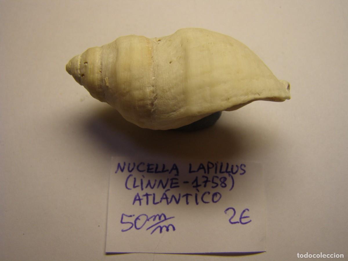 Coleccionismo de moluscos: Caracol snail shell nucella lapillus. Atlantico. - Foto 2