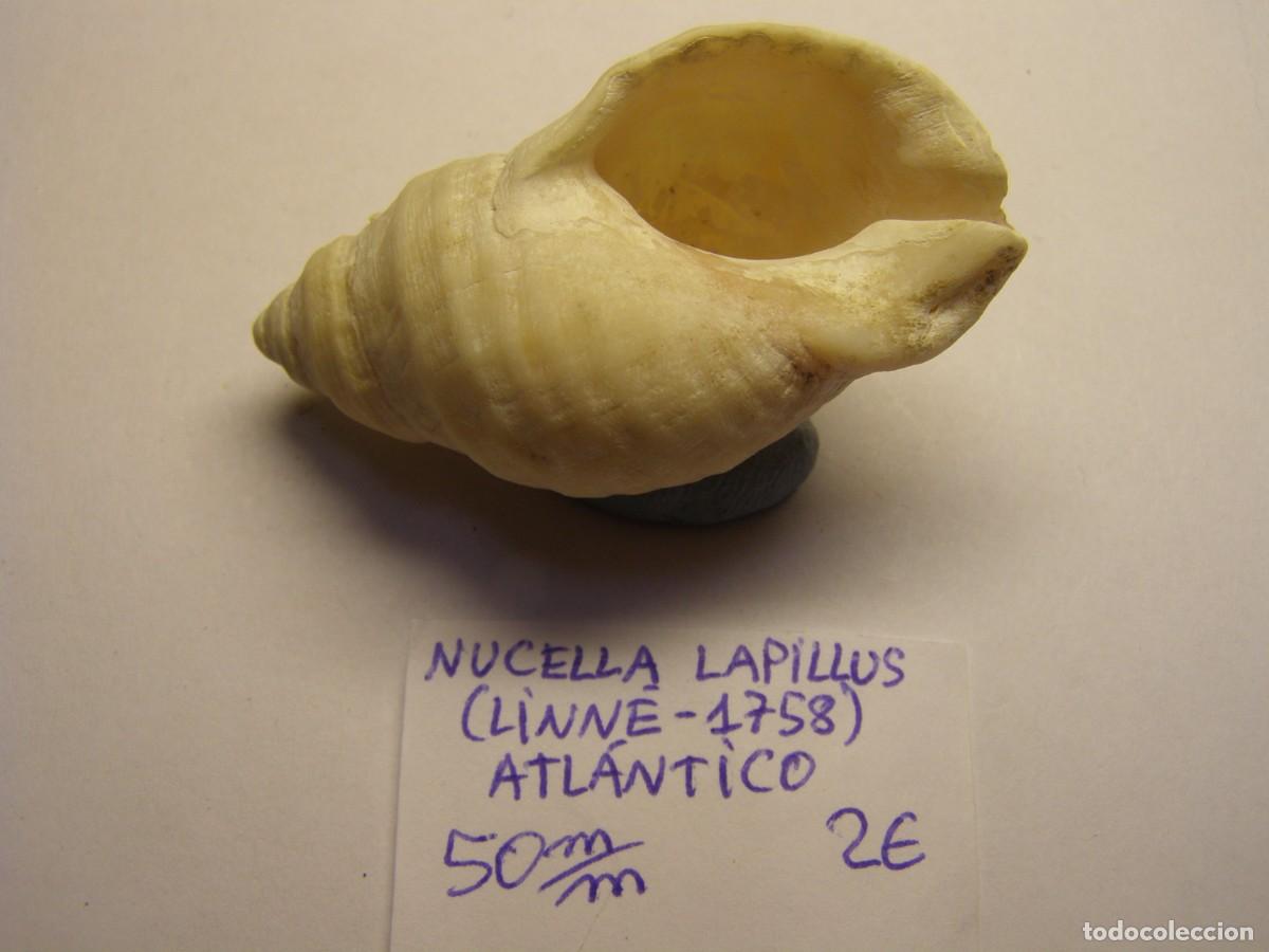Coleccionismo de moluscos: Caracol snail shell nucella lapillus. Atlantico. - Foto 3