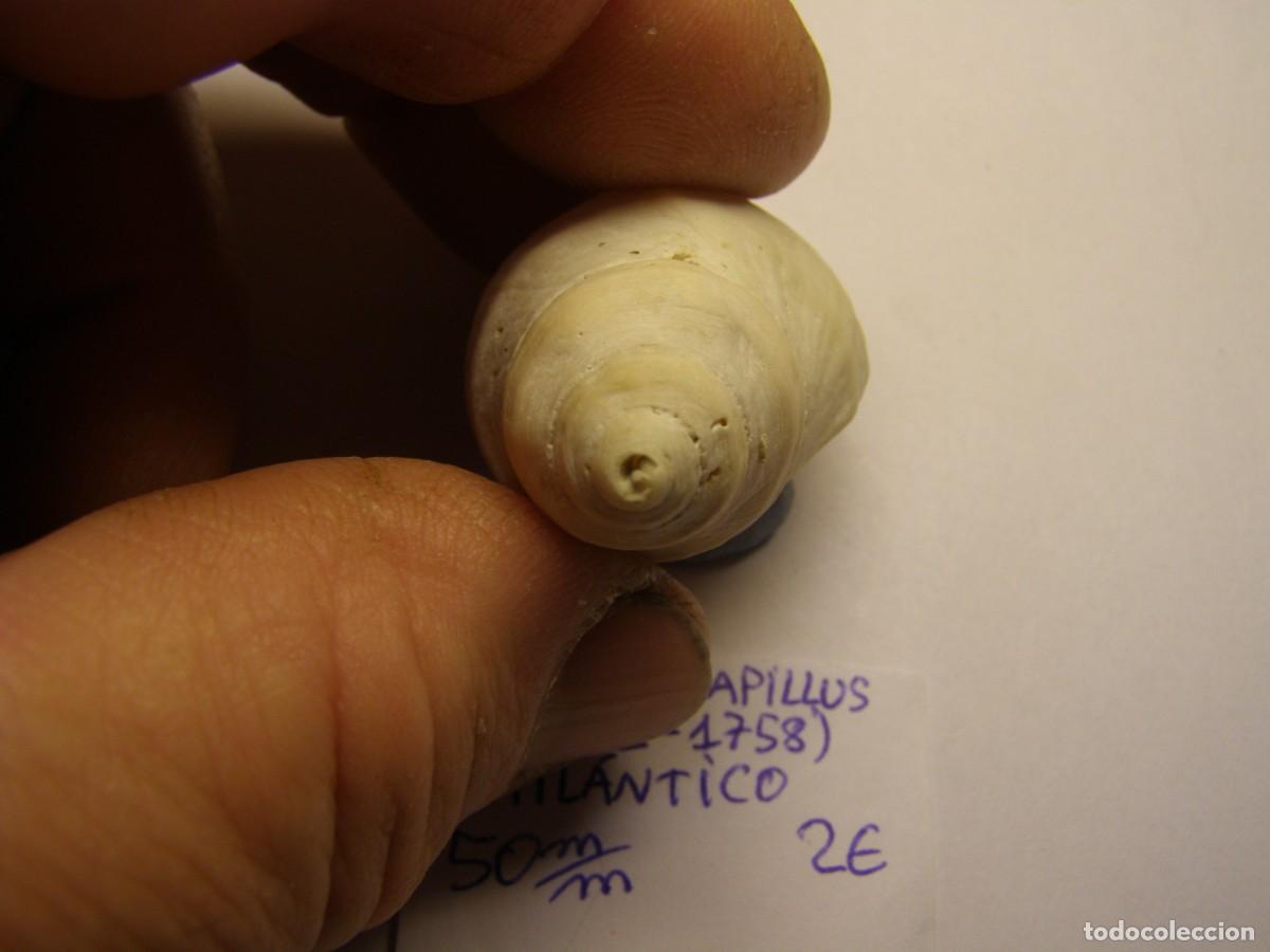 Coleccionismo de moluscos: Caracol snail shell nucella lapillus. Atlantico. - Foto 4