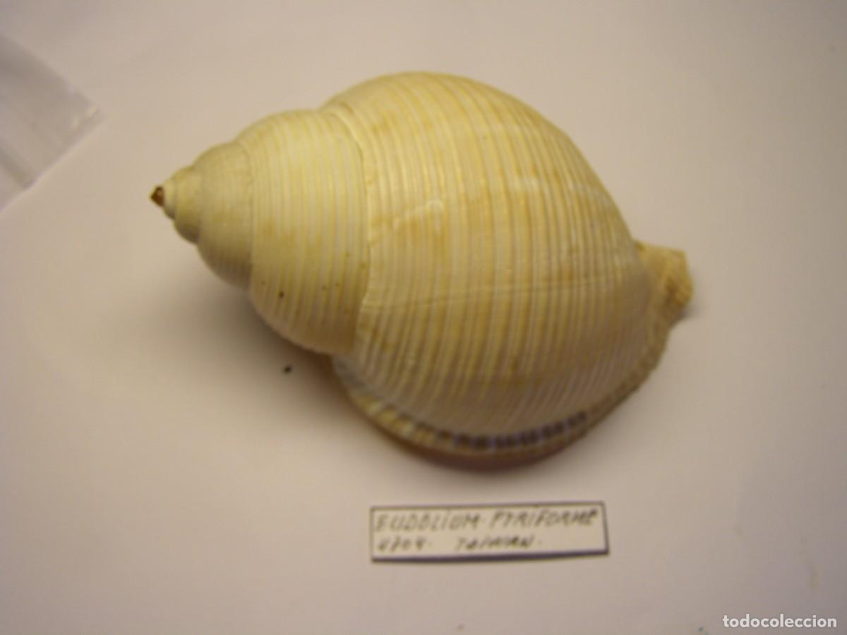 Coleccionismo de moluscos: Caracol snail shell eudolium pyriforme. Taiwan. - Foto 1