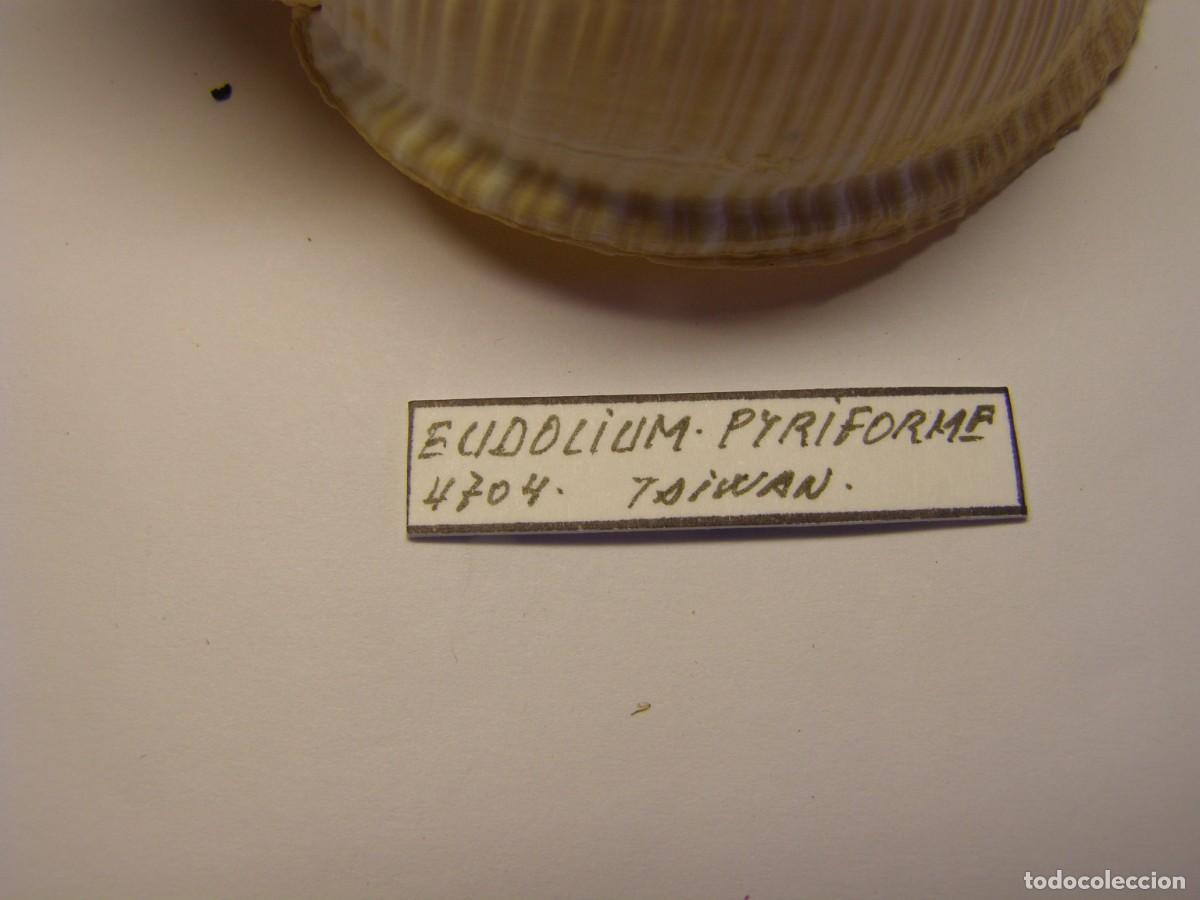 Coleccionismo de moluscos: Caracol snail shell eudolium pyriforme. Taiwan. - Foto 2