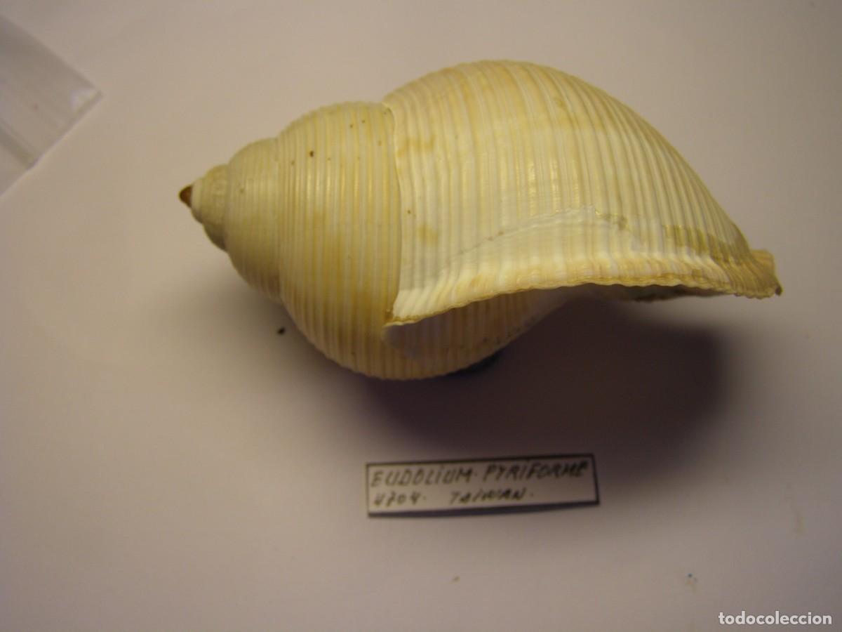 Coleccionismo de moluscos: Caracol snail shell eudolium pyriforme. Taiwan. - Foto 3