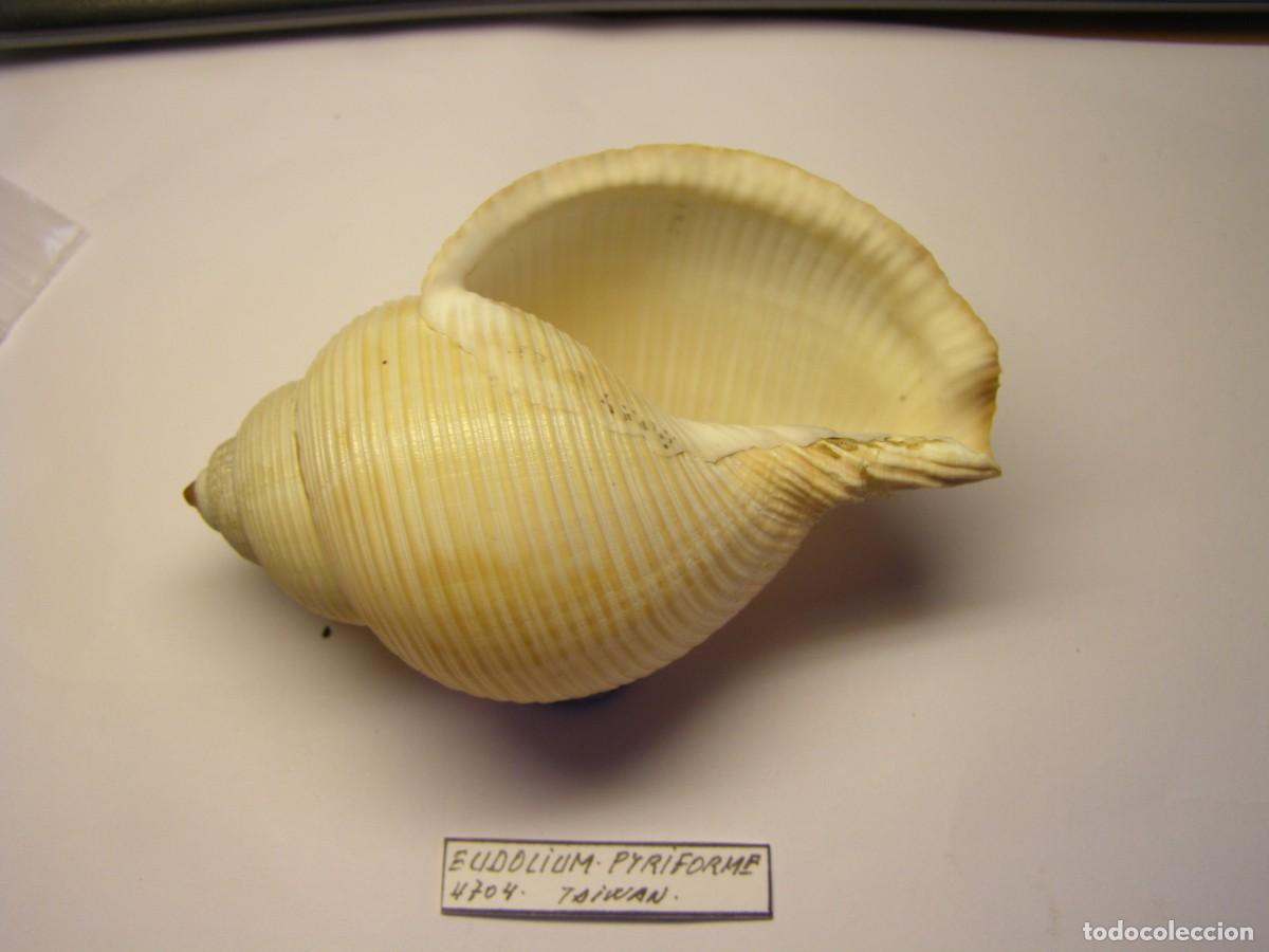 Coleccionismo de moluscos: Caracol snail shell eudolium pyriforme. Taiwan. - Foto 4