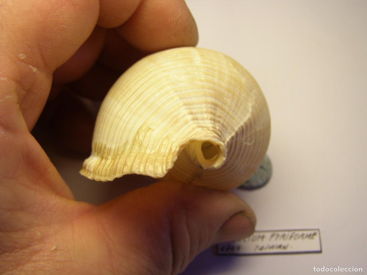 Coleccionismo de moluscos: Caracol snail shell eudolium pyriforme. Taiwan. - Foto 5