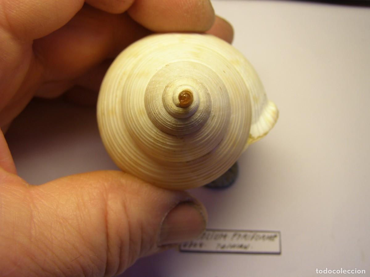 Coleccionismo de moluscos: Caracol snail shell eudolium pyriforme. Taiwan. - Foto 6
