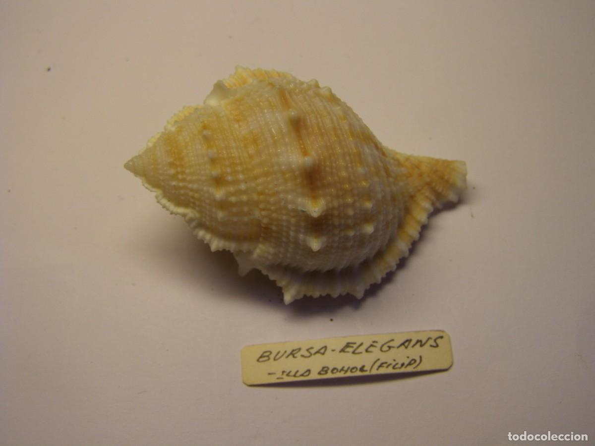 Coleccionismo de moluscos: Caracol snail shell bursa elegans. Filipinas. - Foto 1