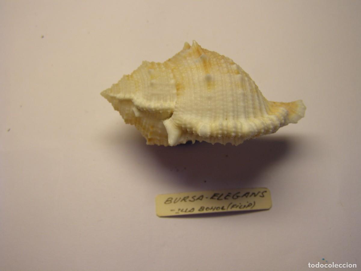 Coleccionismo de moluscos: Caracol snail shell bursa elegans. Filipinas. - Foto 2