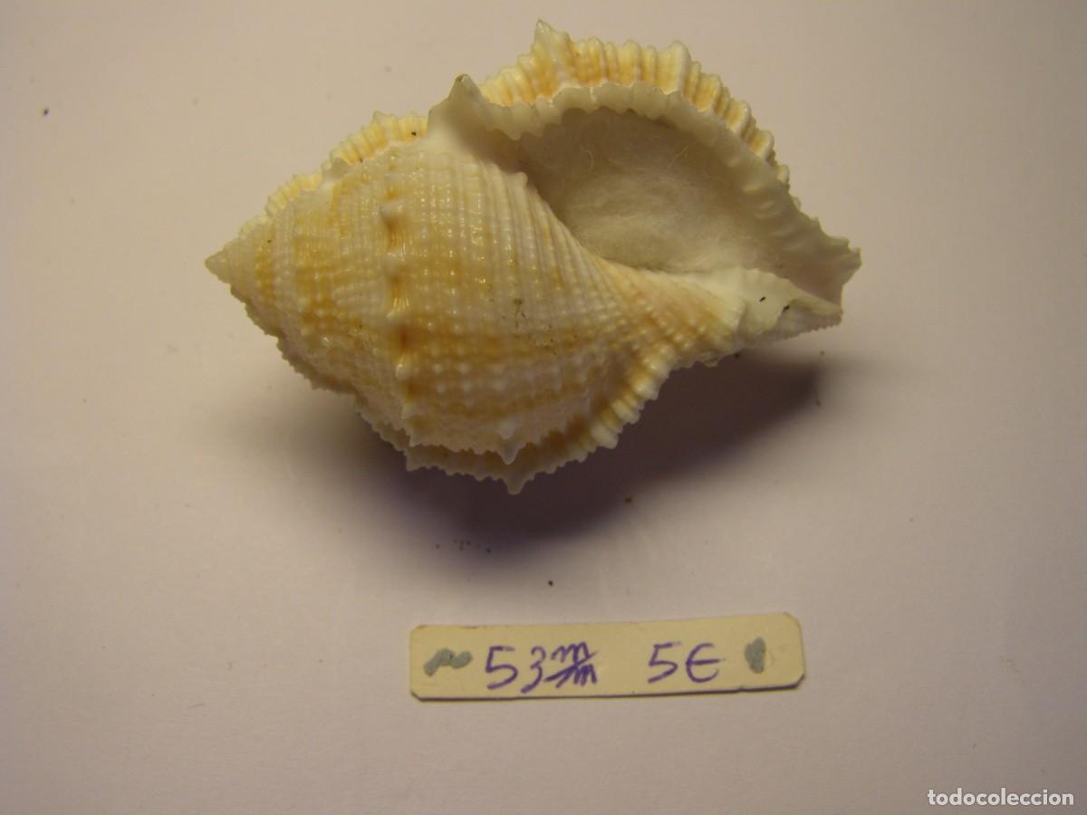 Coleccionismo de moluscos: Caracol snail shell bursa elegans. Filipinas. - Foto 3