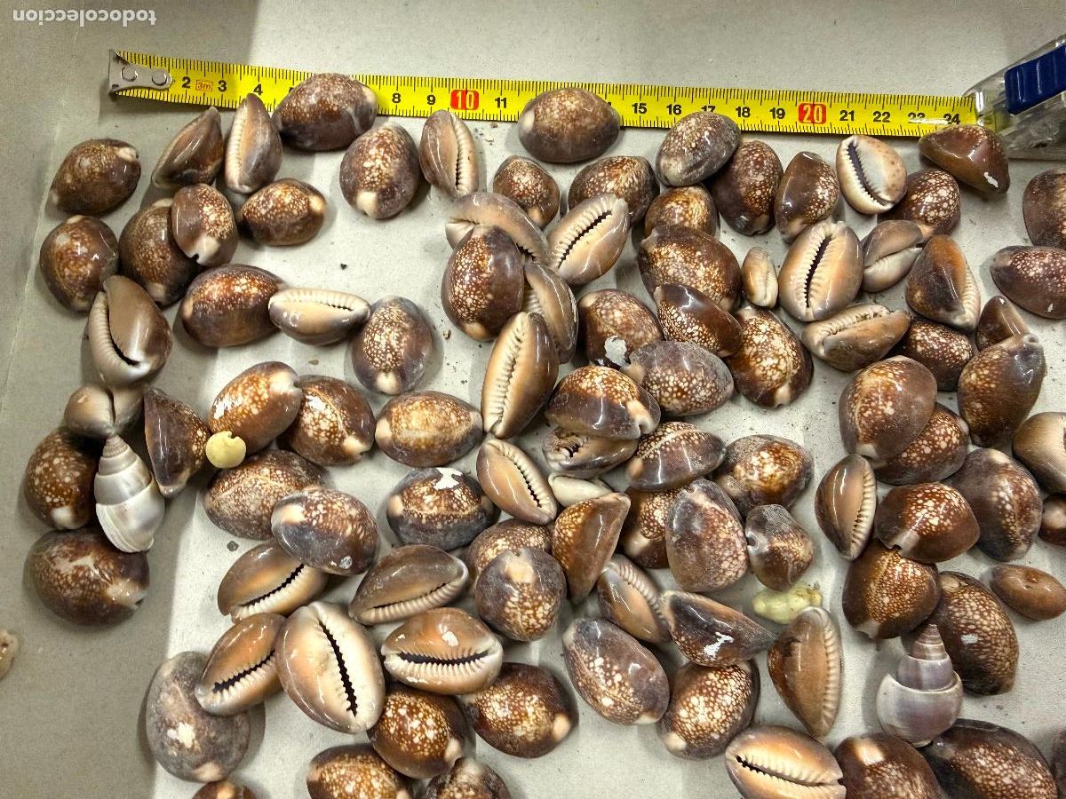 Coleccionismo de moluscos: Gran Lote de conchas marinas de cauri, ideales para joyeria o decoracion. 600 gramos