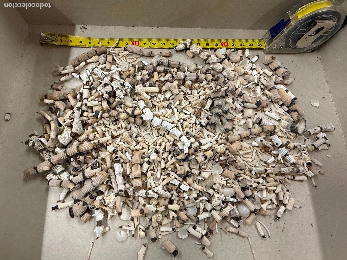 Coleccionismo de moluscos: Gran Lote de CORAL natural, ideales para joyeria o decoracion. Pesa unos 300 gramos. ver fotos