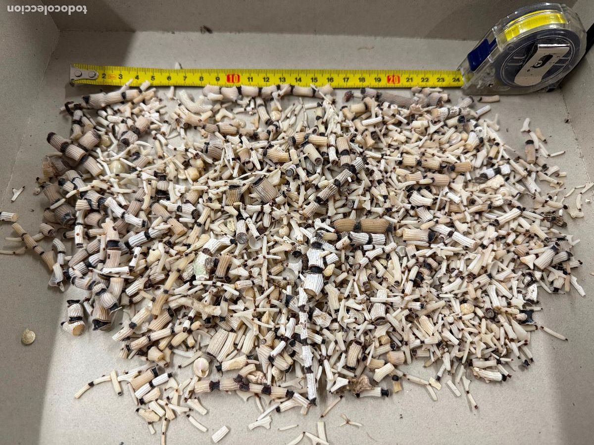 Coleccionismo de moluscos: Gran Lote de CORAL natural, ideales para joyeria o decoracion. Pesa unos 300 gramos. ver fotos