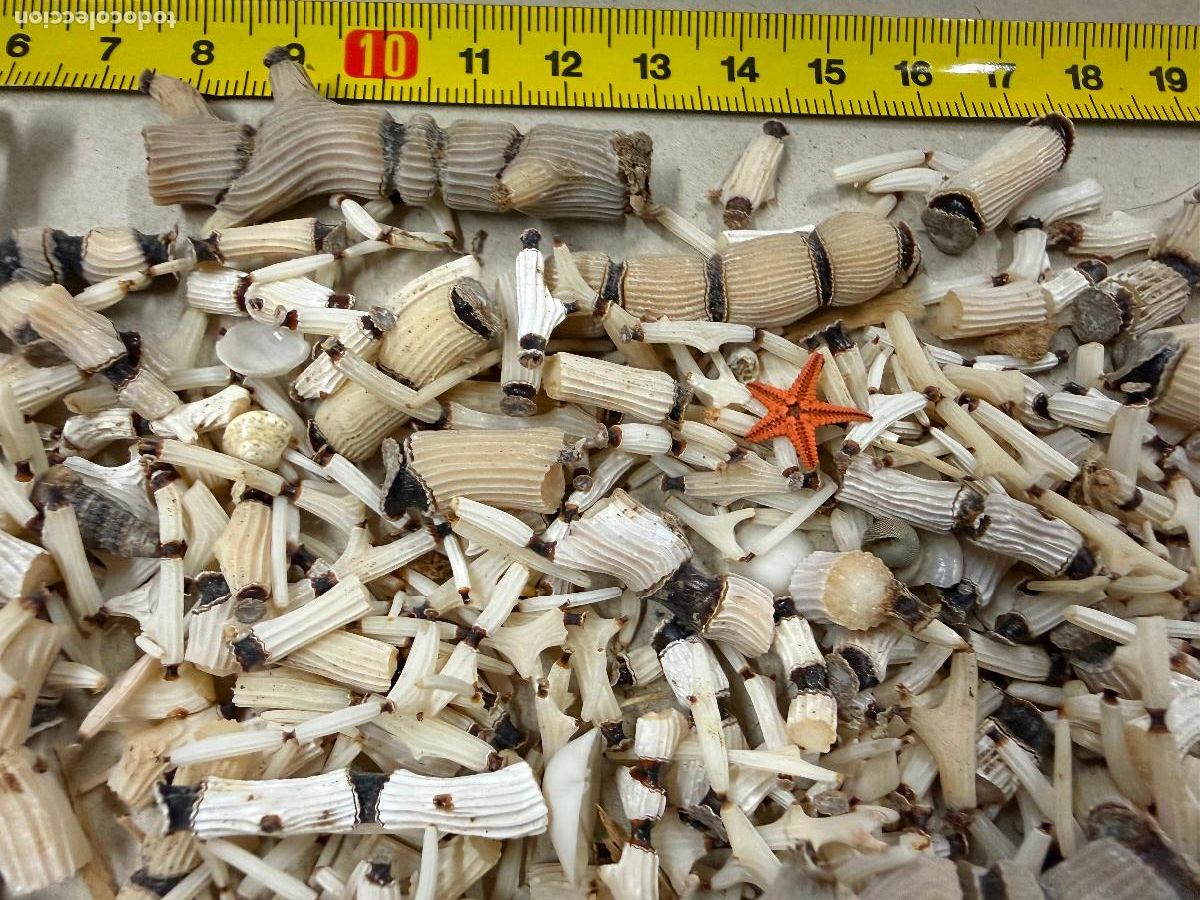 Coleccionismo de moluscos: Gran Lote de CORAL natural, ideales para joyeria o decoracion. Pesa unos 300 gramos. ver fotos