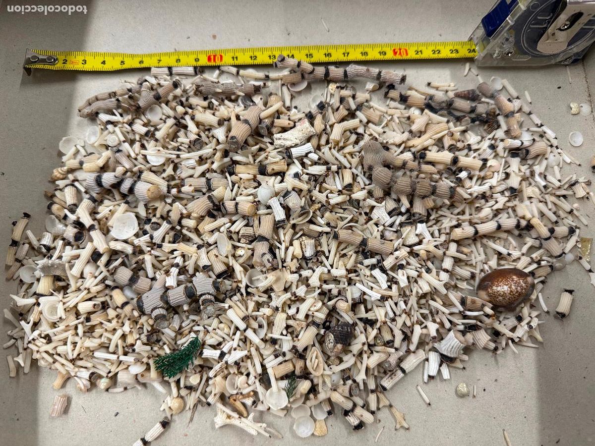 Coleccionismo de moluscos: Gran Lote de CORAL natural, ideales para joyeria o decoracion. Pesa unos 300 gramos. ver fotos