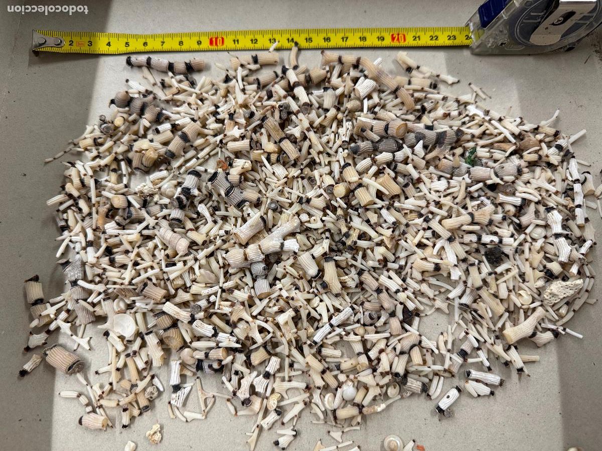 Coleccionismo de moluscos: Gran Lote de CORAL natural, ideales para joyeria o decoracion. Pesa unos 300 gramos. ver fotos