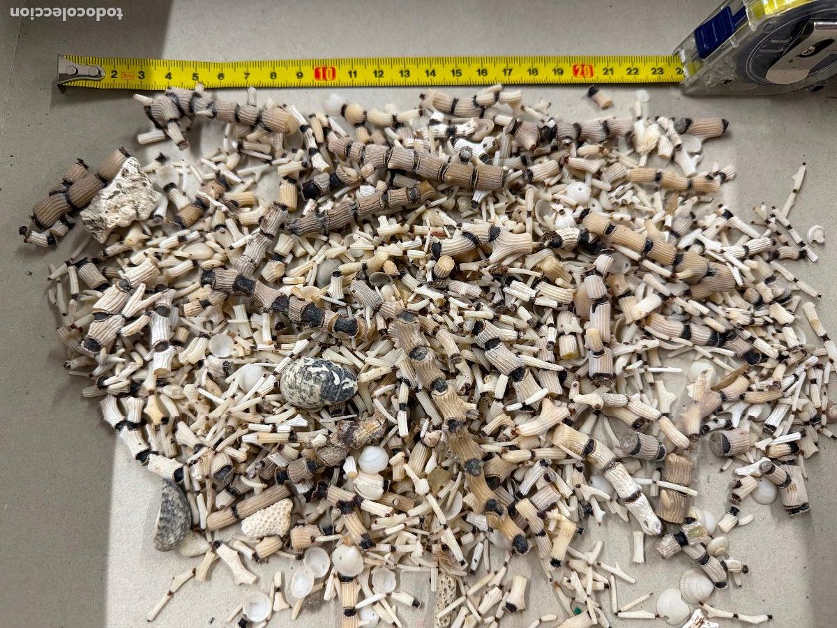 Coleccionismo de moluscos: Gran Lote de CORAL natural, ideales para joyeria o decoracion. Pesa unos 300 gramos. ver fotos