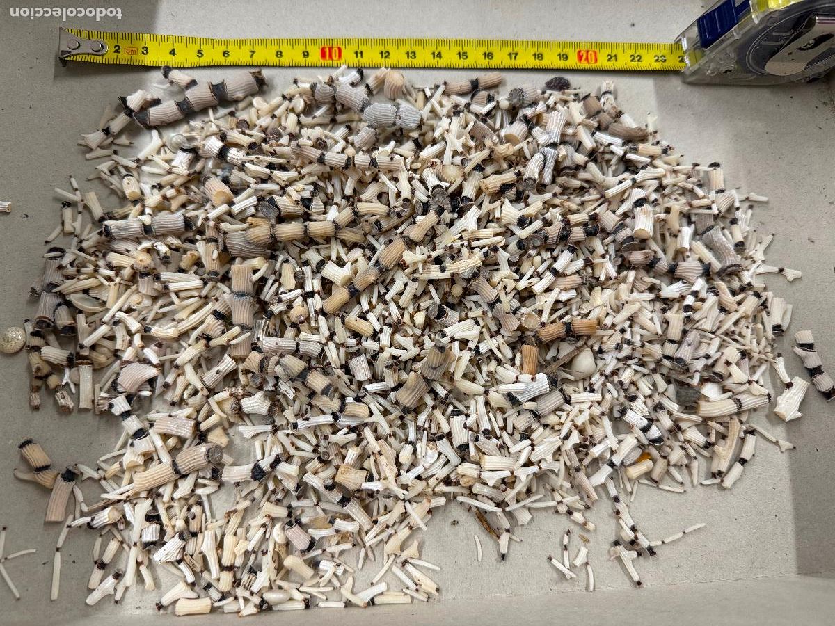 Coleccionismo de moluscos: Gran Lote de CORAL natural, ideales para joyeria o decoracion. Pesa unos 300 gramos. ver fotos