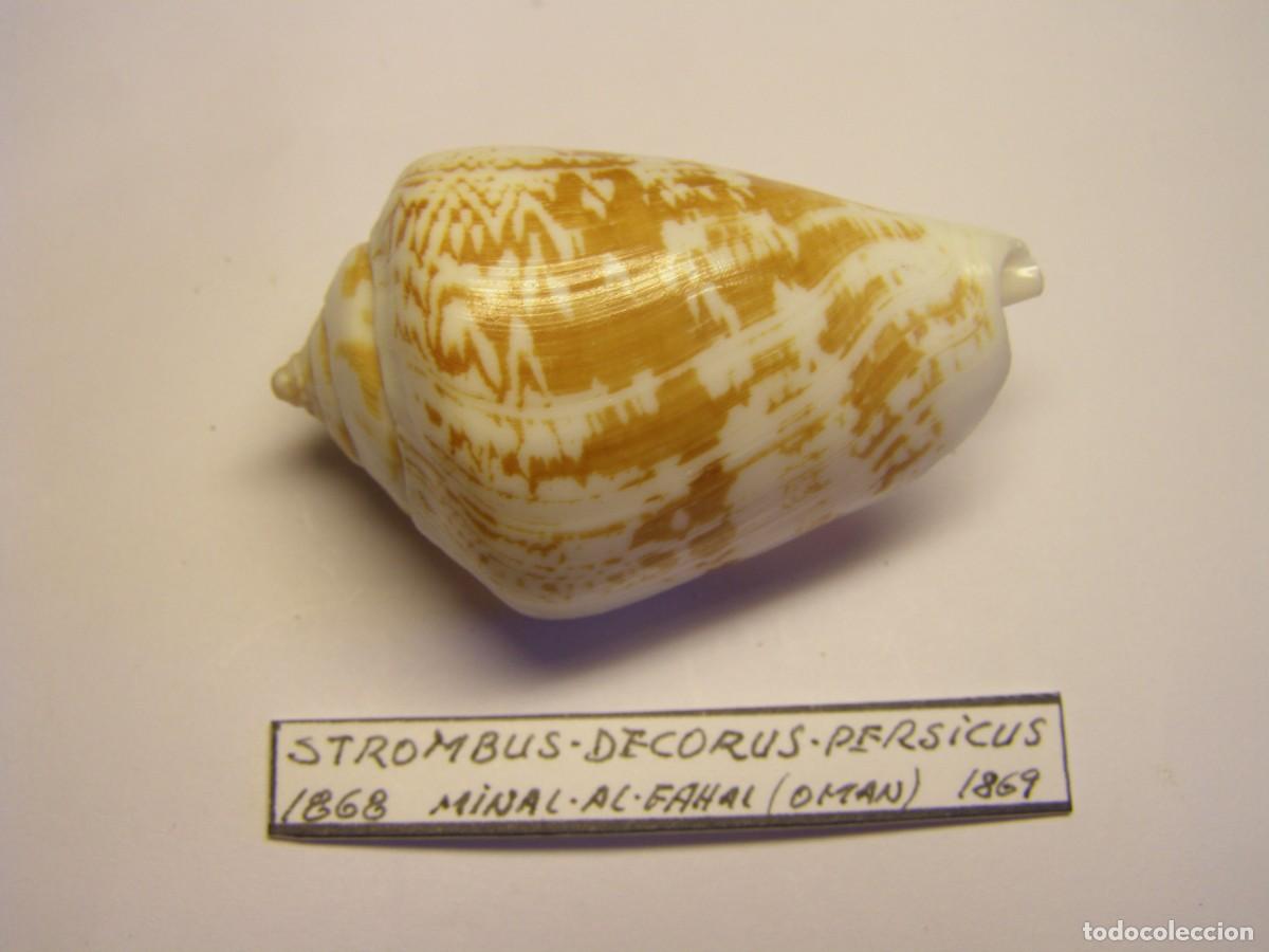 Coleccionismo de moluscos: Caracol shell snail strombus decorus persicus. Oman. - Foto 1