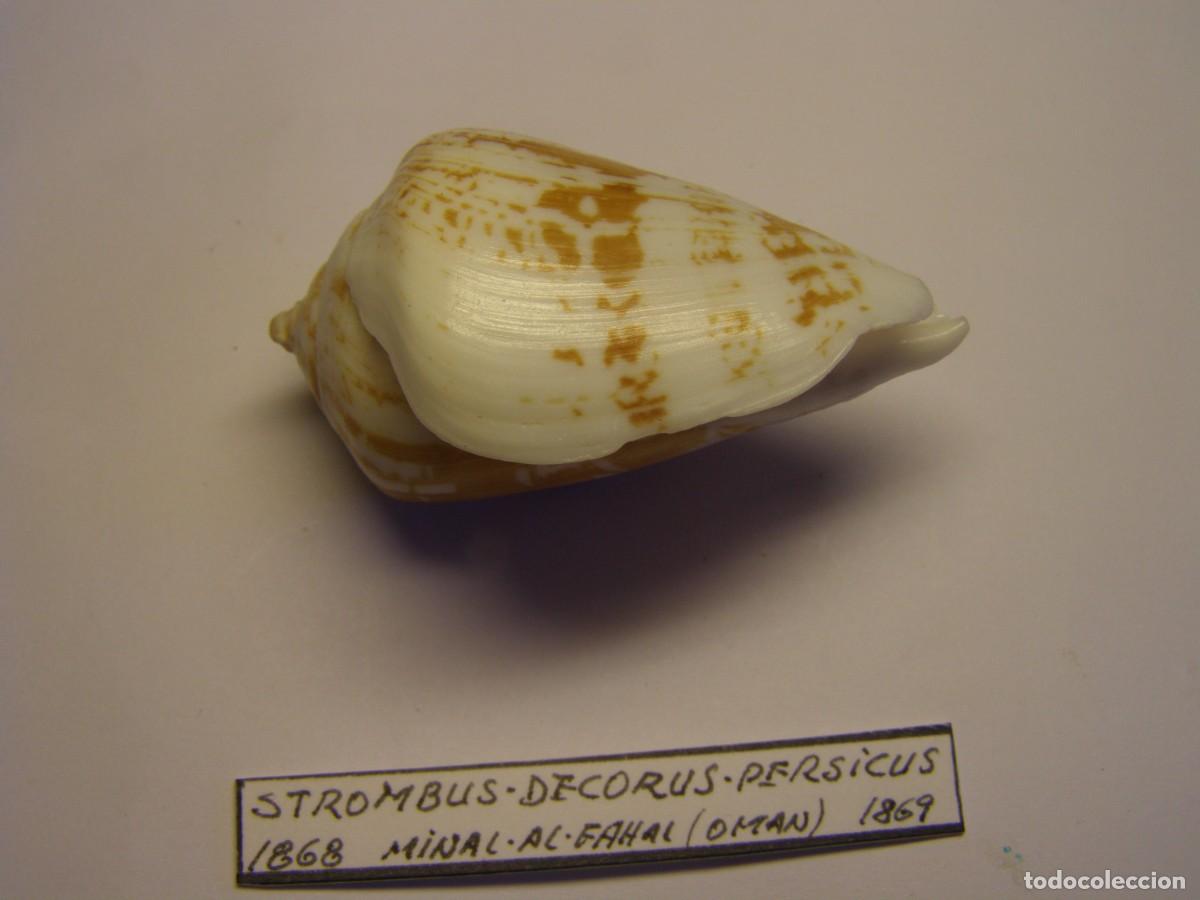Coleccionismo de moluscos: Caracol shell snail strombus decorus persicus. Oman. - Foto 2