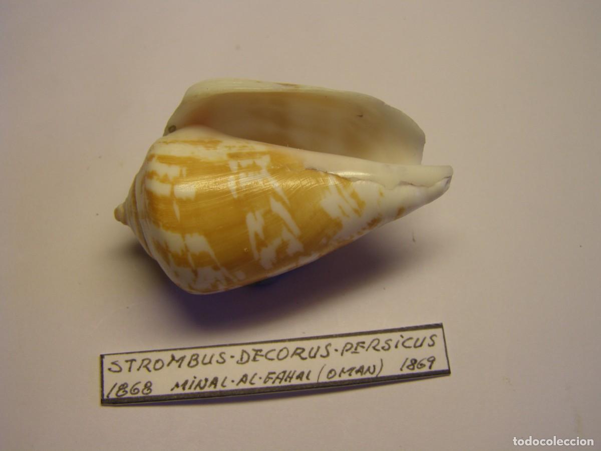 Coleccionismo de moluscos: Caracol shell snail strombus decorus persicus. Oman. - Foto 3