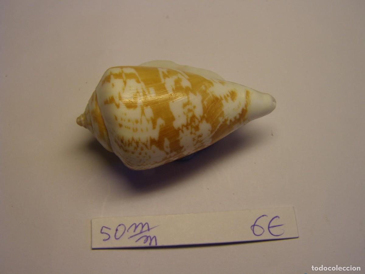 Coleccionismo de moluscos: Caracol shell snail strombus decorus persicus. Oman. - Foto 4