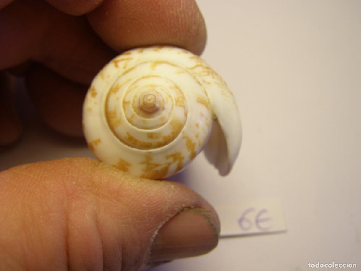 Coleccionismo de moluscos: Caracol shell snail strombus decorus persicus. Oman. - Foto 5