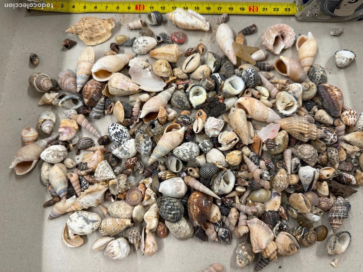 Coleccionismo de moluscos: Gran Lote de CARACOLAS y CONCHAS, ideales para joyeria o decoracion. Pesa unos 300 gramos. ver fotos