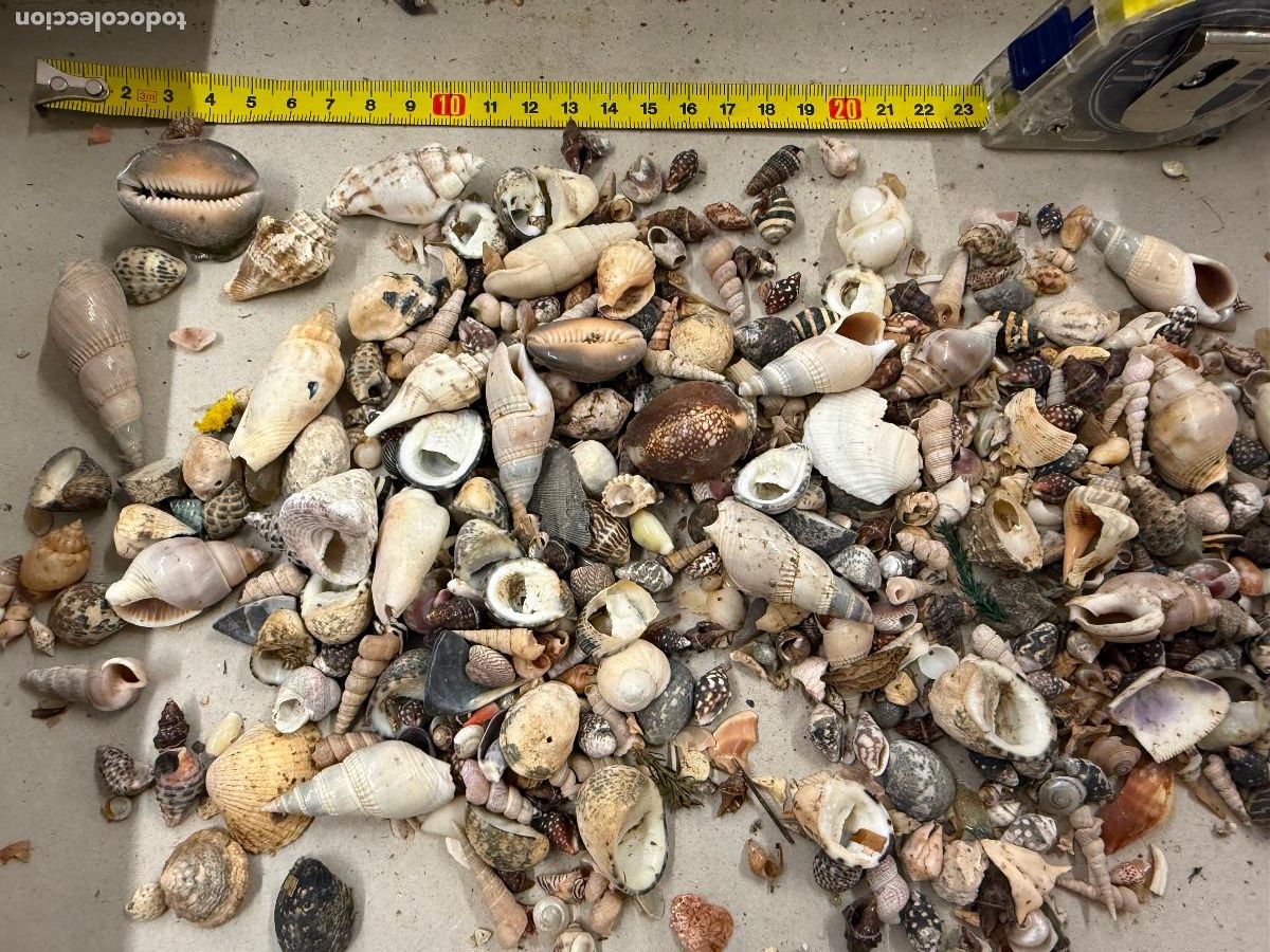 Coleccionismo de moluscos: Gran Lote de CARACOLAS y CONCHAS, ideales para joyeria o decoracion. Pesa unos 300 gramos. ver fotos