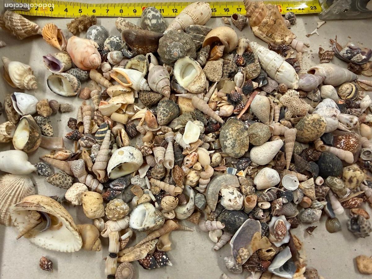 Coleccionismo de moluscos: Gran Lote de CARACOLAS y CONCHAS, ideales para joyeria o decoracion. Pesa unos 300 gramos. ver fotos
