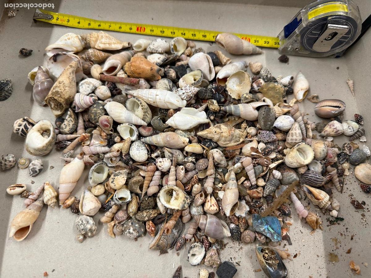 Coleccionismo de moluscos: Gran Lote de CARACOLAS y CONCHAS, ideales para joyeria o decoracion. Pesa unos 300 gramos. ver fotos