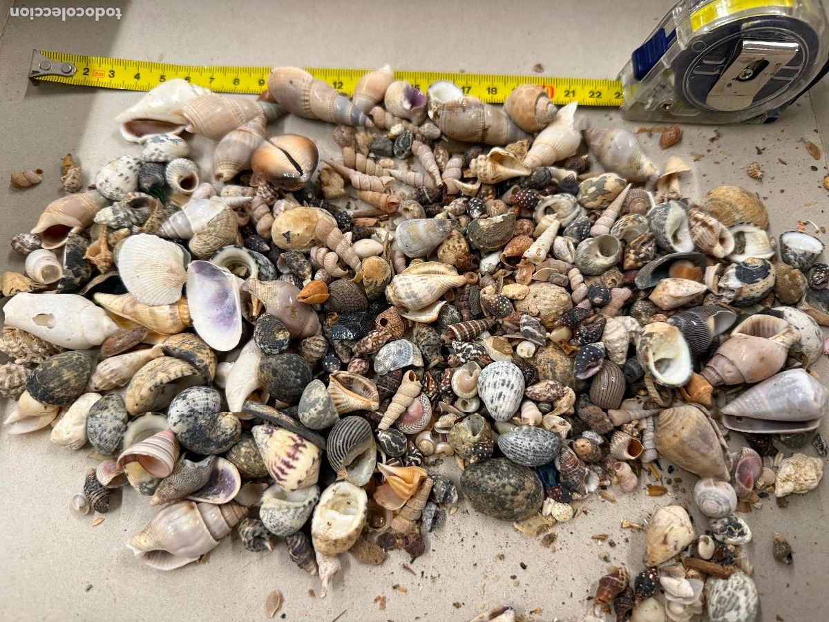 Coleccionismo de moluscos: Gran Lote de CARACOLAS y CONCHAS, ideales para joyeria o decoracion. Pesa unos 300 gramos. ver fotos