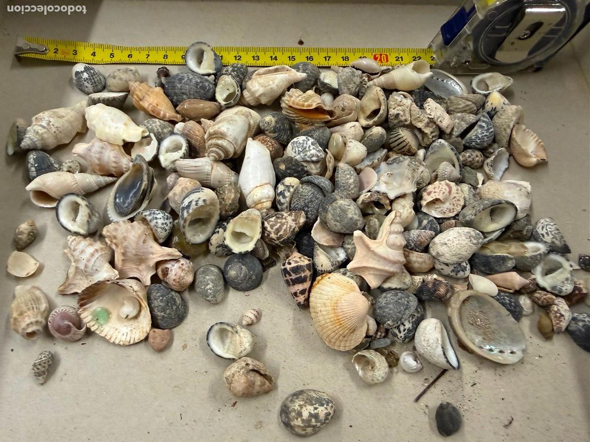 Coleccionismo de moluscos: Gran Lote de CARACOLAS y CONCHAS, ideales para joyeria o decoracion. Pesa unos 300 gramos. ver fotos
