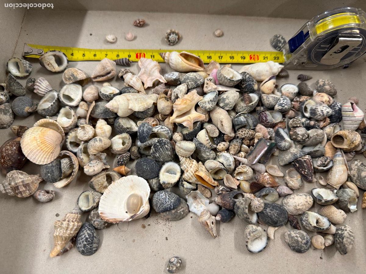 Coleccionismo de moluscos: Gran Lote de CARACOLAS y CONCHAS, ideales para joyeria o decoracion. Pesa unos 300 gramos. ver fotos