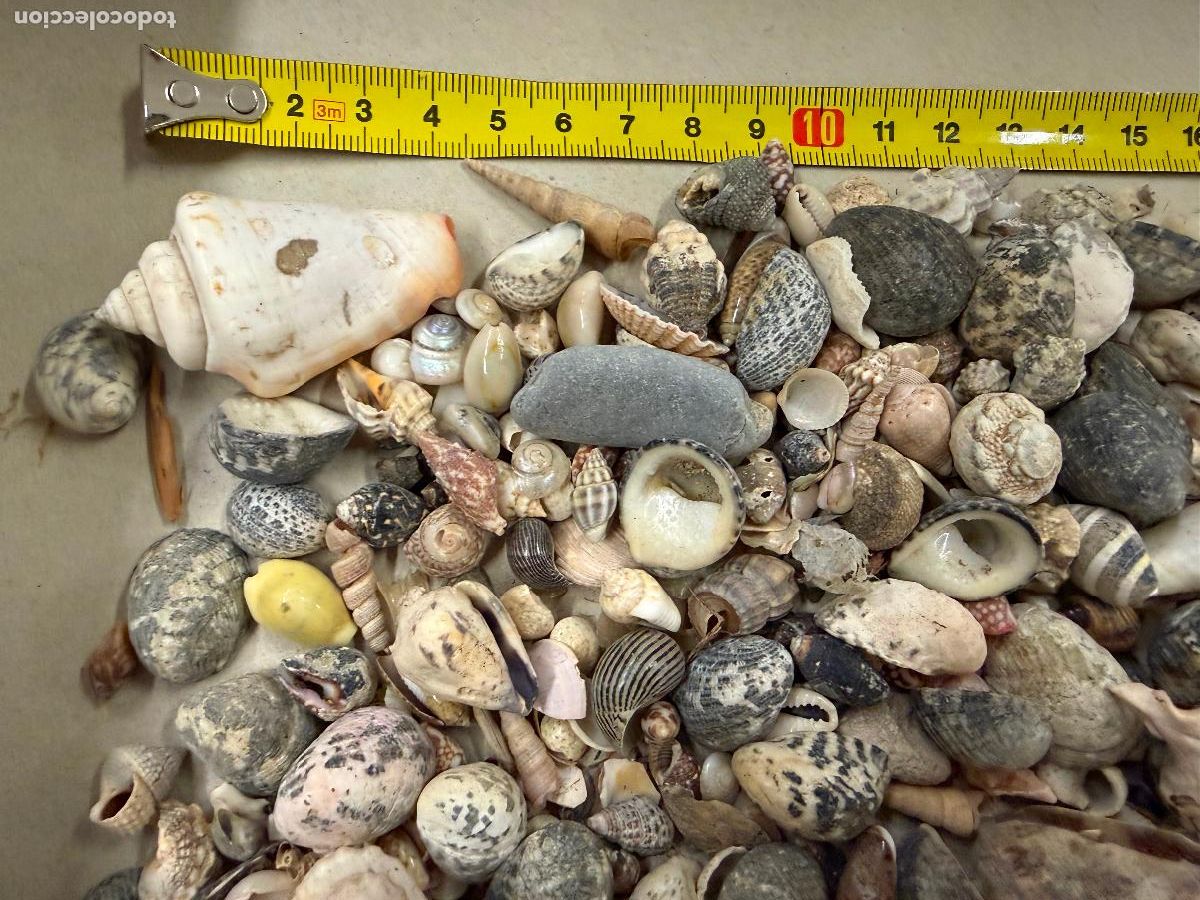 Coleccionismo de moluscos: Gran Lote de CARACOLAS y CONCHAS, ideales para joyeria o decoracion. Pesa unos 300 gramos. ver fotos