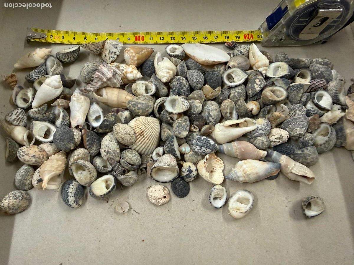 Coleccionismo de moluscos: Gran Lote de CARACOLAS y CONCHAS, ideales para joyeria o decoracion. Pesa unos 300 gramos. ver fotos