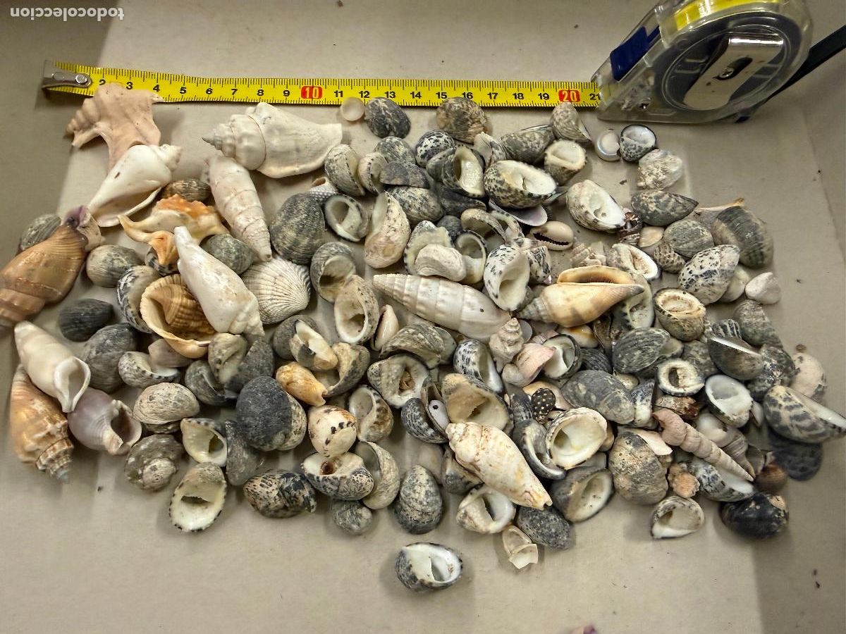Coleccionismo de moluscos: Gran Lote de CARACOLAS y CONCHAS, ideales para joyeria o decoracion. Pesa unos 300 gramos. ver fotos