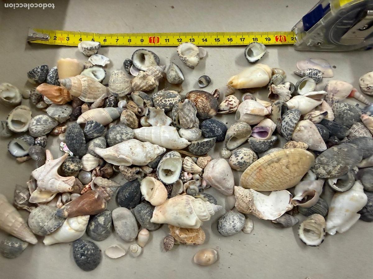 Coleccionismo de moluscos: Gran Lote de CARACOLAS y CONCHAS, ideales para joyeria o decoracion. Pesa unos 300 gramos. ver fotos