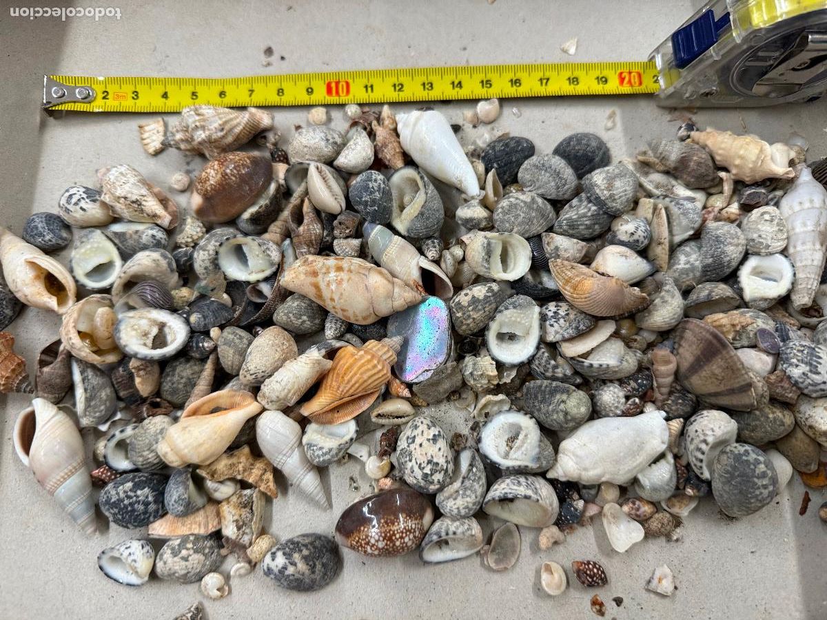 Coleccionismo de moluscos: Gran Lote de CARACOLAS y CONCHAS, ideales para joyeria o decoracion. Pesa unos 300 gramos. ver fotos
