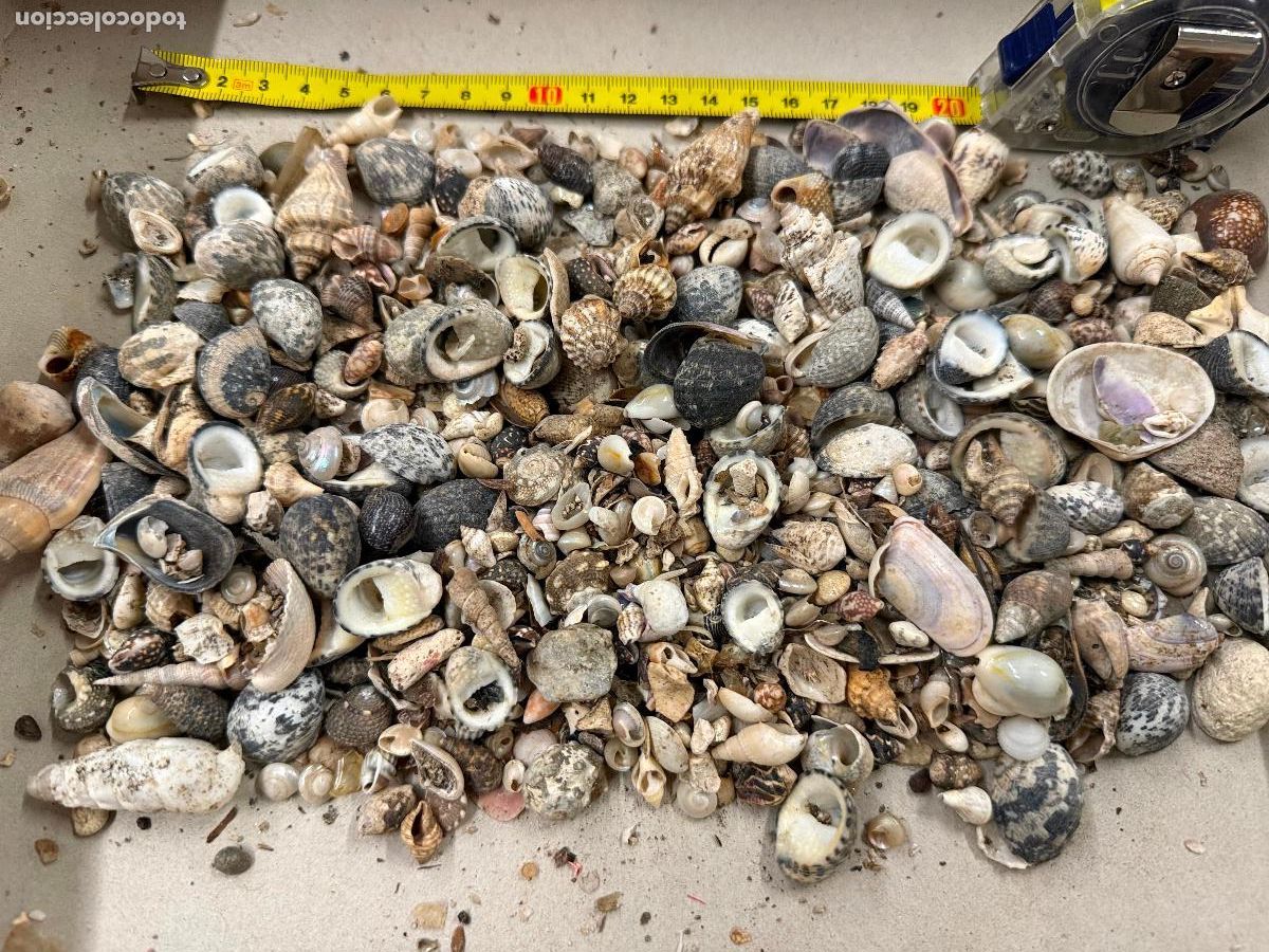 Coleccionismo de moluscos: Gran Lote de CARACOLAS y CONCHAS, ideales para joyeria o decoracion. Pesa unos 300 gramos. ver fotos