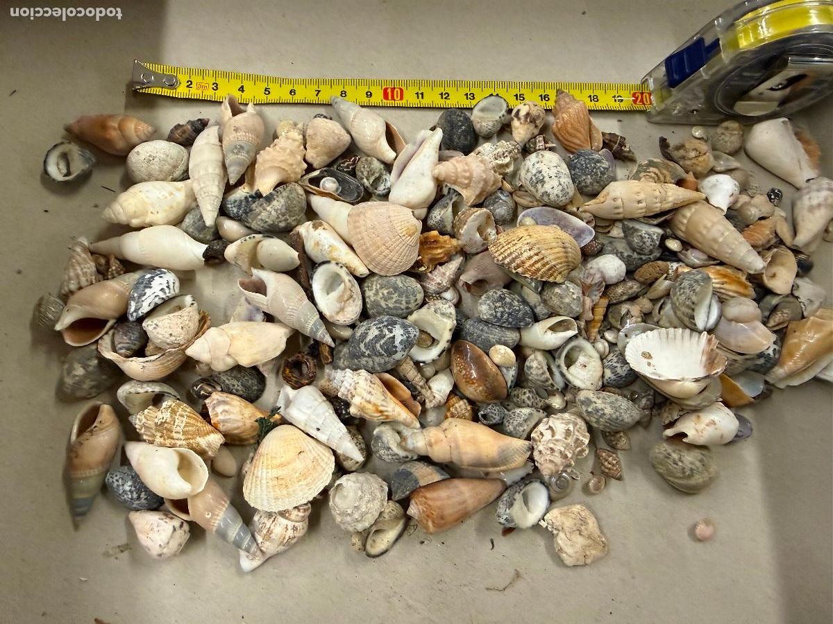 Coleccionismo de moluscos: Gran Lote de CARACOLAS y CONCHAS, ideales para joyeria o decoracion. Pesa unos 300 gramos. ver fotos