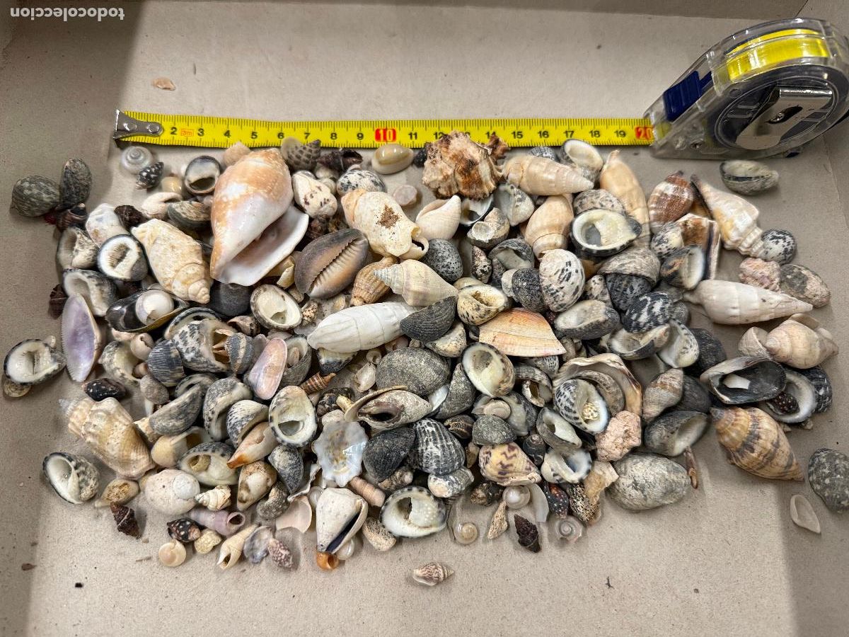 Coleccionismo de moluscos: Gran Lote de CARACOLAS y CONCHAS, ideales para joyeria o decoracion. Pesa unos 300 gramos. ver fotos