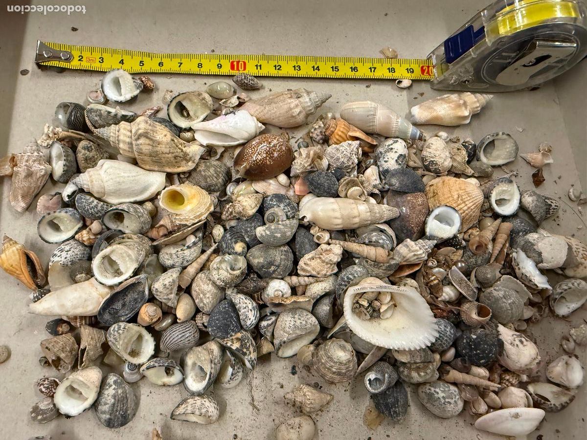 Coleccionismo de moluscos: Gran Lote de CARACOLAS y CONCHAS, ideales para joyeria o decoracion. Pesa unos 300 gramos. ver fotos
