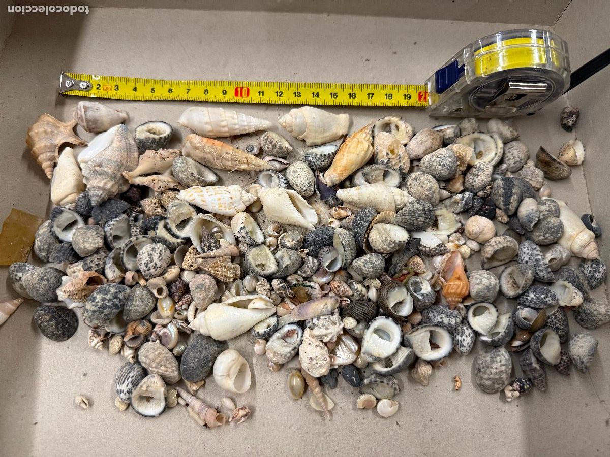 Coleccionismo de moluscos: Gran Lote de CARACOLAS y CONCHAS, ideales para joyeria o decoracion. Pesa unos 300 gramos. ver fotos