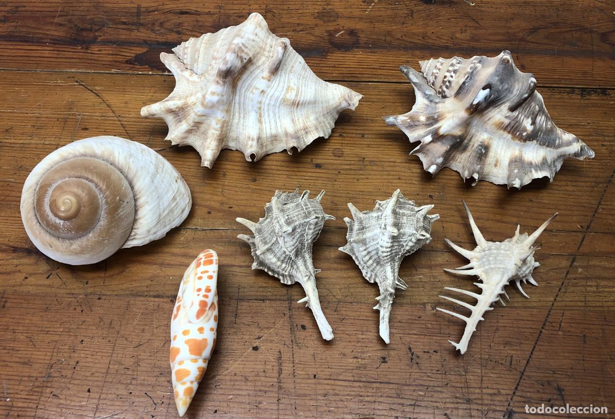 Coleccionismo de moluscos: Coleccion malacologia - Caracolas - Foto 1