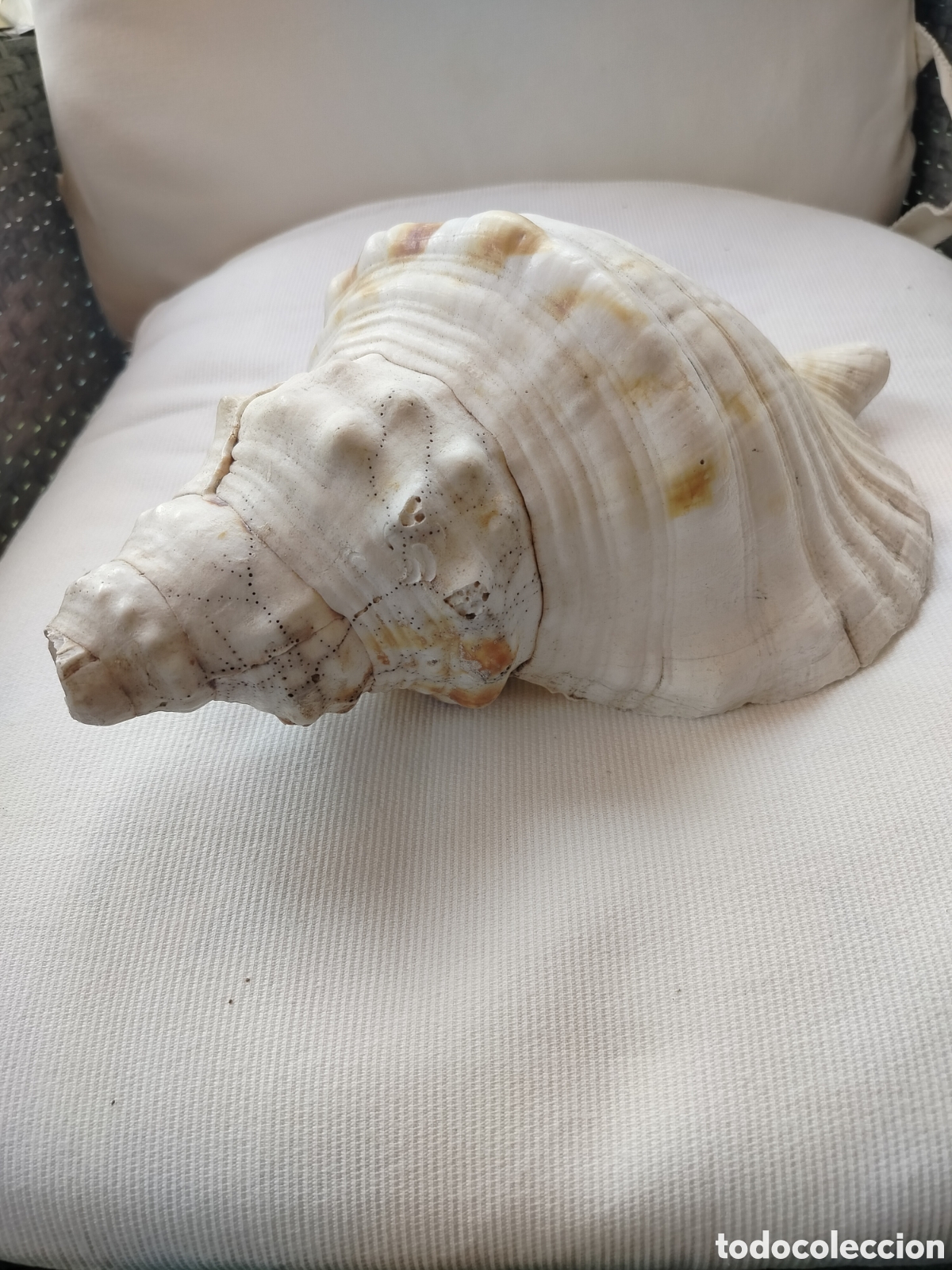Coleccionismo de moluscos: Concha Marina Gigante