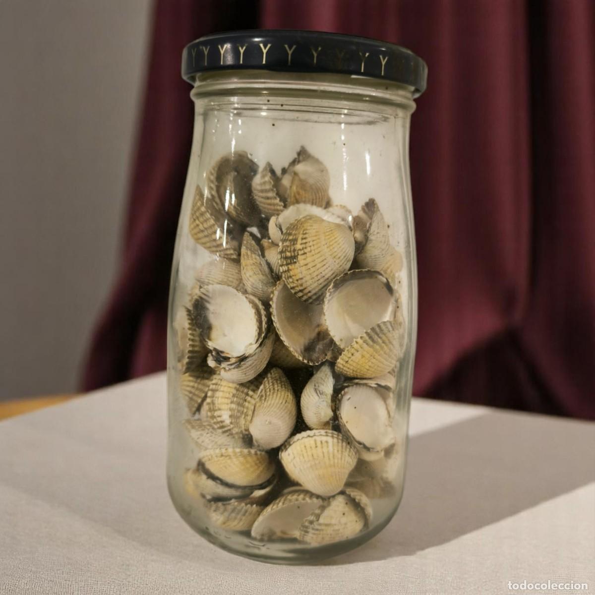 Coleccionismo de moluscos: Antiguo Bote De Cristal Lleno De Conchas De Berberecho &ndash; Toque R&uacute;stico Y Decorativo De Los A&ntilde;os &lsquo;90