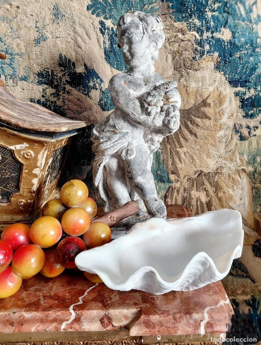 Coleccionismo de moluscos: Concha tridacna grande XL