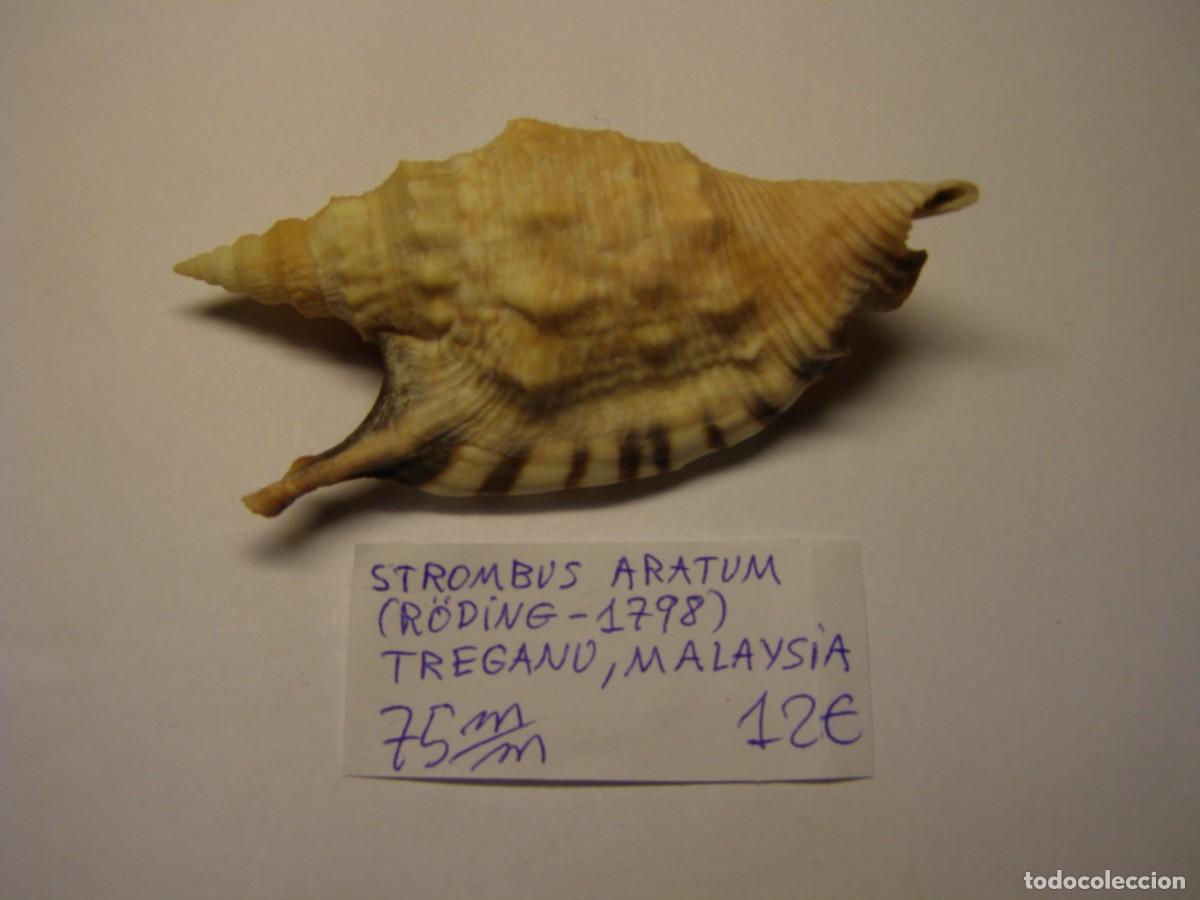 Coleccionismo de moluscos: Caracol snail shell strombus aratum. Malasia.
