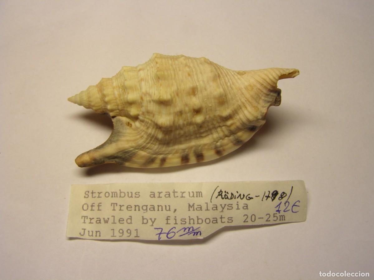Coleccionismo de moluscos: Caracol snail shell strombus aratum. Malasia.