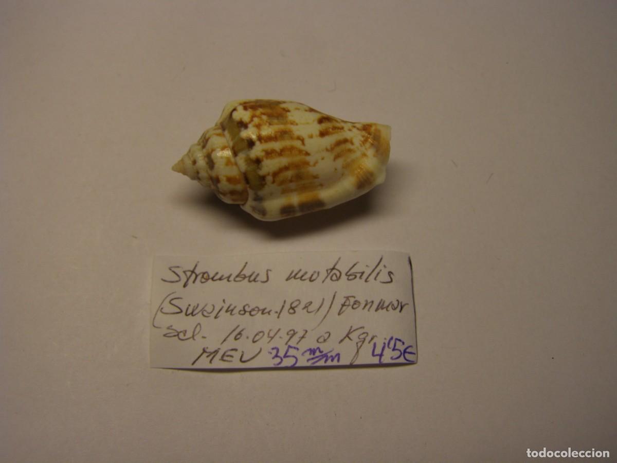 Coleccionismo de moluscos: Caracol snail shell strombus mutabilis.
