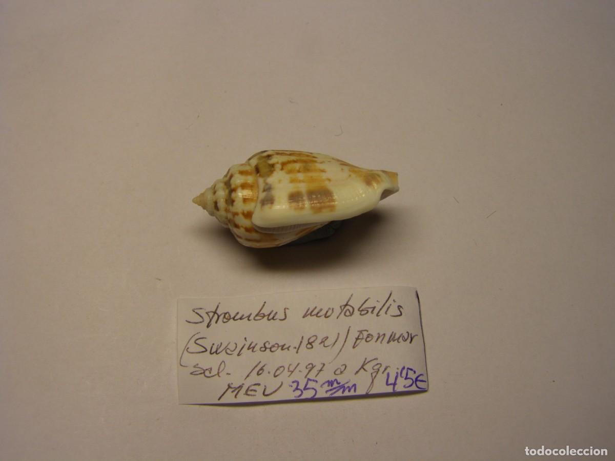 Coleccionismo de moluscos: Caracol snail shell strombus mutabilis. - Foto 2